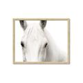 Picture of White horse _GroupedProduct_Rectangle_Landscape_Photography _GroupedProduct_Rectangle_Landscape_Framed_Matted_