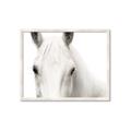 Picture of White horse _GroupedProduct_Rectangle_Landscape_Photography _GroupedProduct_Rectangle_Landscape_Framed_Matted_