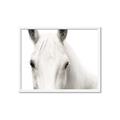 Picture of White horse _GroupedProduct_Rectangle_Landscape_Photography _GroupedProduct_Rectangle_Landscape_Framed_Matted_