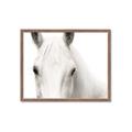 Picture of White horse _GroupedProduct_Rectangle_Landscape_Photography _GroupedProduct_Rectangle_Landscape_Framed_Matted_
