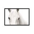 Picture of White horse _GroupedProduct_Rectangle_Landscape_Photography _GroupedProduct_Rectangle_Landscape_Framed_Matted_