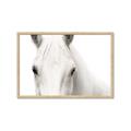 Picture of White horse _GroupedProduct_Rectangle_Landscape_Photography _GroupedProduct_Rectangle_Landscape_Framed_Matted_