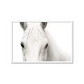 Picture of White horse _GroupedProduct_Rectangle_Landscape_Photography _GroupedProduct_Rectangle_Landscape_Framed_Matted_
