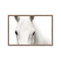 Picture of White horse _GroupedProduct_Rectangle_Landscape_Photography _GroupedProduct_Rectangle_Landscape_Framed_Matted_