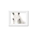 Picture of White horse _GroupedProduct_Rectangle_Landscape_Photography _GroupedProduct_Rectangle_Landscape_Framed_Matted_