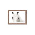 Picture of White horse _GroupedProduct_Rectangle_Landscape_Photography _GroupedProduct_Rectangle_Landscape_Framed_Matted_