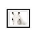 Picture of White horse _GroupedProduct_Rectangle_Landscape_Photography _GroupedProduct_Rectangle_Landscape_Framed_Matted_