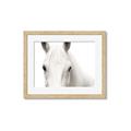 Picture of White horse _GroupedProduct_Rectangle_Landscape_Photography _GroupedProduct_Rectangle_Landscape_Framed_Matted_