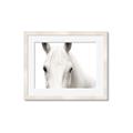 Picture of White horse _GroupedProduct_Rectangle_Landscape_Photography _GroupedProduct_Rectangle_Landscape_Framed_Matted_