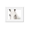 Picture of White horse _GroupedProduct_Rectangle_Landscape_Photography _GroupedProduct_Rectangle_Landscape_Framed_Matted_