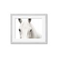 Picture of White horse _GroupedProduct_Rectangle_Landscape_Photography _GroupedProduct_Rectangle_Landscape_Framed_Matted_