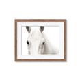 Picture of White horse _GroupedProduct_Rectangle_Landscape_Photography _GroupedProduct_Rectangle_Landscape_Framed_Matted_