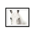 Picture of White horse _GroupedProduct_Rectangle_Landscape_Photography _GroupedProduct_Rectangle_Landscape_Framed_Matted_
