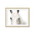 Picture of White horse _GroupedProduct_Rectangle_Landscape_Photography _GroupedProduct_Rectangle_Landscape_Framed_Matted_
