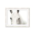 Picture of White horse _GroupedProduct_Rectangle_Landscape_Photography _GroupedProduct_Rectangle_Landscape_Framed_Matted_