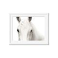 Picture of White horse _GroupedProduct_Rectangle_Landscape_Photography _GroupedProduct_Rectangle_Landscape_Framed_Matted_