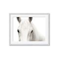 Picture of White horse _GroupedProduct_Rectangle_Landscape_Photography _GroupedProduct_Rectangle_Landscape_Framed_Matted_