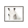 Picture of White horse _GroupedProduct_Rectangle_Landscape_Photography _GroupedProduct_Rectangle_Landscape_Framed_Matted_