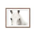 Picture of White horse _GroupedProduct_Rectangle_Landscape_Photography _GroupedProduct_Rectangle_Landscape_Framed_Matted_
