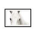 Picture of White horse _GroupedProduct_Rectangle_Landscape_Photography _GroupedProduct_Rectangle_Landscape_Framed_Matted_