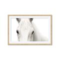 Picture of White horse _GroupedProduct_Rectangle_Landscape_Photography _GroupedProduct_Rectangle_Landscape_Framed_Matted_