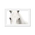 Picture of White horse _GroupedProduct_Rectangle_Landscape_Photography _GroupedProduct_Rectangle_Landscape_Framed_Matted_
