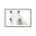 Picture of White horse _GroupedProduct_Rectangle_Landscape_Photography _GroupedProduct_Rectangle_Landscape_Framed_Matted_