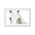Picture of White horse _GroupedProduct_Rectangle_Landscape_Photography _GroupedProduct_Rectangle_Landscape_Framed_Matted_