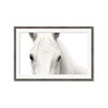 Picture of White horse _GroupedProduct_Rectangle_Landscape_Photography _GroupedProduct_Rectangle_Landscape_Framed_Matted_