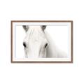 Picture of White horse _GroupedProduct_Rectangle_Landscape_Photography _GroupedProduct_Rectangle_Landscape_Framed_Matted_
