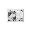 Picture of White Blooms _GroupedProduct_Rectangle_Landscape_Photography _GroupedProduct_Rectangle_Landscape_Framed_Matted_