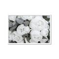 Picture of White Blooms _GroupedProduct_Rectangle_Landscape_Photography _GroupedProduct_Rectangle_Landscape_Framed_Matted_