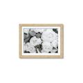 Picture of White Blooms _GroupedProduct_Rectangle_Landscape_Photography _GroupedProduct_Rectangle_Landscape_Framed_Matted_