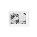 Picture of White Blooms _GroupedProduct_Rectangle_Landscape_Photography _GroupedProduct_Rectangle_Landscape_Framed_Matted_