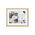 Picture of White Blooms _GroupedProduct_Rectangle_Landscape_Photography _GroupedProduct_Rectangle_Landscape_Framed_Matted_