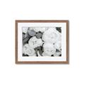 Picture of White Blooms _GroupedProduct_Rectangle_Landscape_Photography _GroupedProduct_Rectangle_Landscape_Framed_Matted_