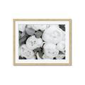 Picture of White Blooms _GroupedProduct_Rectangle_Landscape_Photography _GroupedProduct_Rectangle_Landscape_Framed_Matted_