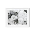 Picture of White Blooms _GroupedProduct_Rectangle_Landscape_Photography _GroupedProduct_Rectangle_Landscape_Framed_Matted_
