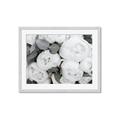 Picture of White Blooms _GroupedProduct_Rectangle_Landscape_Photography _GroupedProduct_Rectangle_Landscape_Framed_Matted_