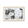 Picture of White Blooms _GroupedProduct_Rectangle_Landscape_Photography _GroupedProduct_Rectangle_Landscape_Framed_Matted_