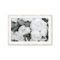 Picture of White Blooms _GroupedProduct_Rectangle_Landscape_Photography _GroupedProduct_Rectangle_Landscape_Framed_Matted_