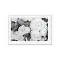 Picture of White Blooms _GroupedProduct_Rectangle_Landscape_Photography _GroupedProduct_Rectangle_Landscape_Framed_Matted_