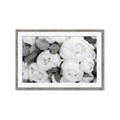Picture of White Blooms _GroupedProduct_Rectangle_Landscape_Photography _GroupedProduct_Rectangle_Landscape_Framed_Matted_