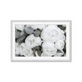 Picture of White Blooms _GroupedProduct_Rectangle_Landscape_Photography _GroupedProduct_Rectangle_Landscape_Framed_Matted_