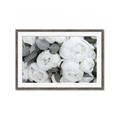 Picture of White Blooms _GroupedProduct_Rectangle_Landscape_Photography _GroupedProduct_Rectangle_Landscape_Framed_Matted_