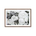 Picture of White Blooms _GroupedProduct_Rectangle_Landscape_Photography _GroupedProduct_Rectangle_Landscape_Framed_Matted_