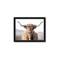 Picture of Shaggy Bull II _GroupedProduct_Rectangle_Landscape_Photography _GroupedProduct_Rectangle_Landscape_Framed_Matted_