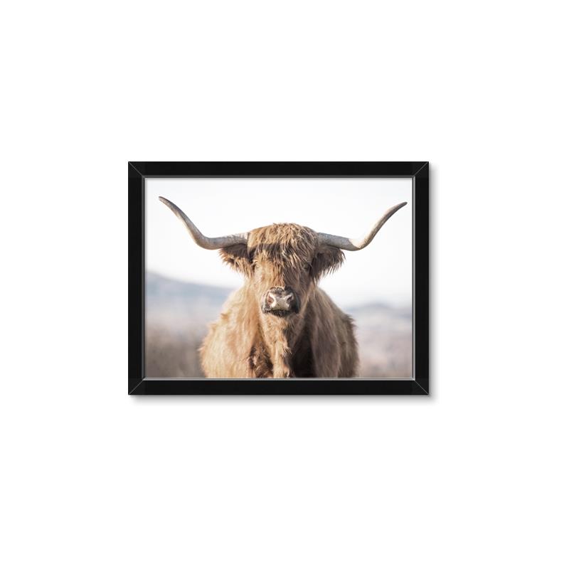 Picture of Shaggy Bull II _GroupedProduct_Rectangle_Landscape_Photography _GroupedProduct_Rectangle_Landscape_Framed_Matted_