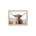 Picture of Shaggy Bull II _GroupedProduct_Rectangle_Landscape_Photography _GroupedProduct_Rectangle_Landscape_Framed_Matted_