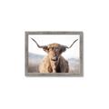 Picture of Shaggy Bull II _GroupedProduct_Rectangle_Landscape_Photography _GroupedProduct_Rectangle_Landscape_Framed_Matted_